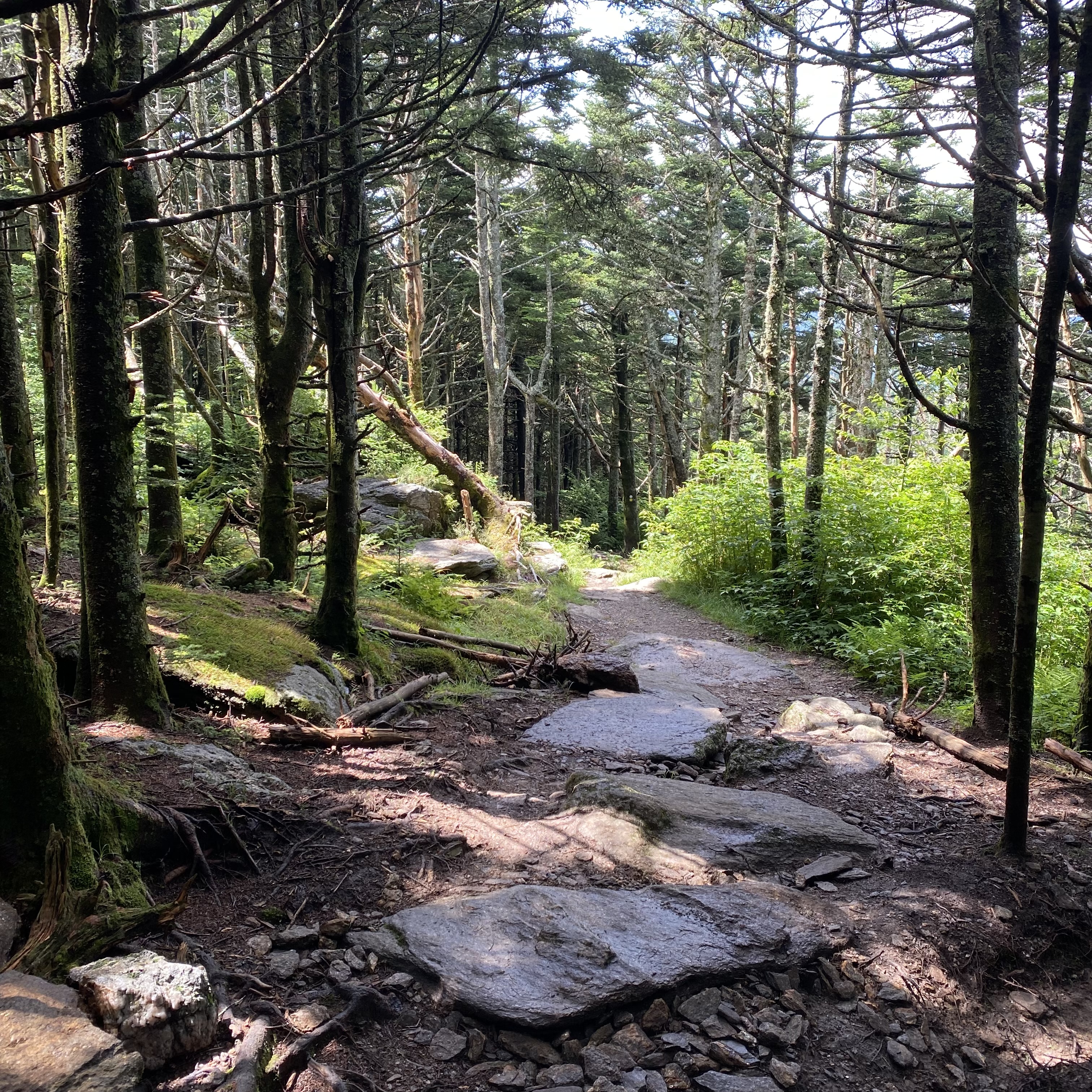 Mount Mitchell State Park, July 2022