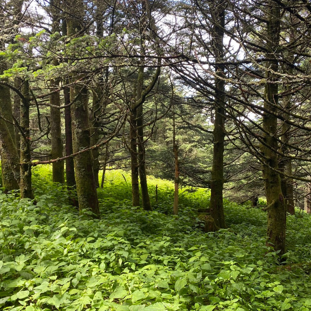 Mount Mitchell State Park, July 2022